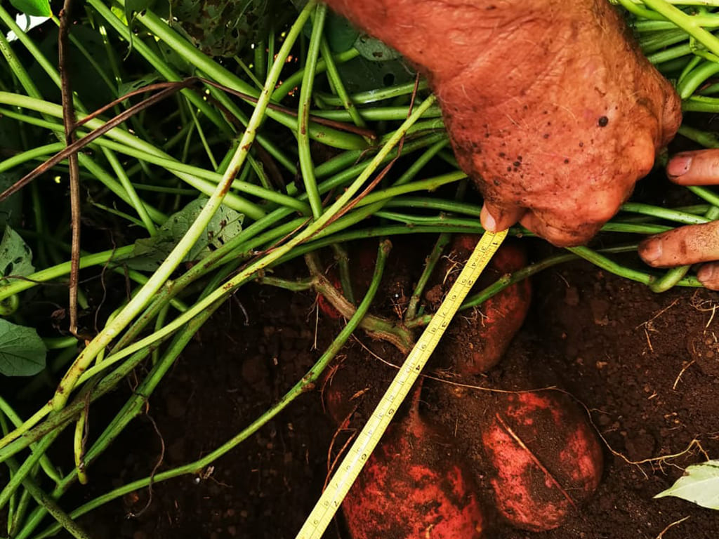 Orange Sweet Potato