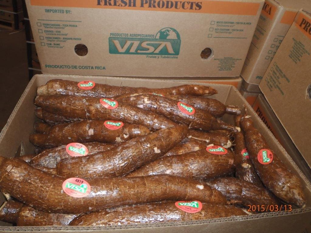Yuca