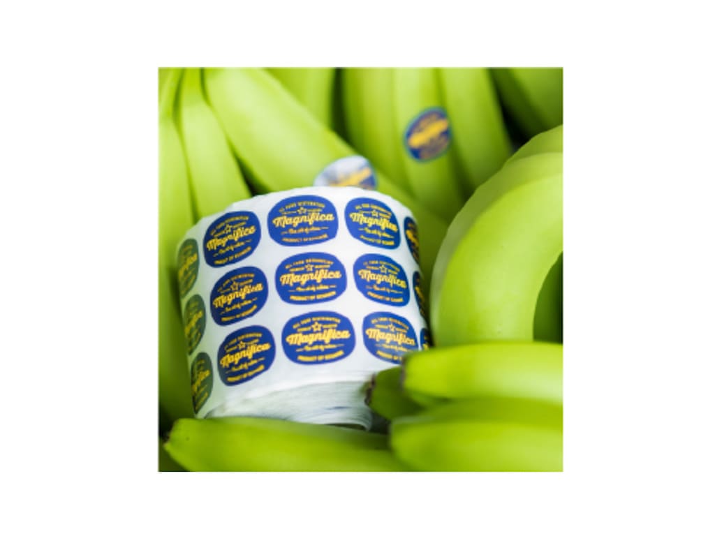Banana Cavendish