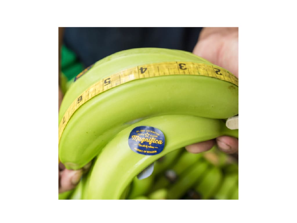 Banana Cavendish