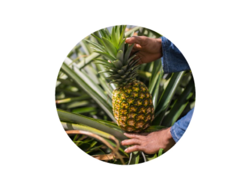 Piña md2