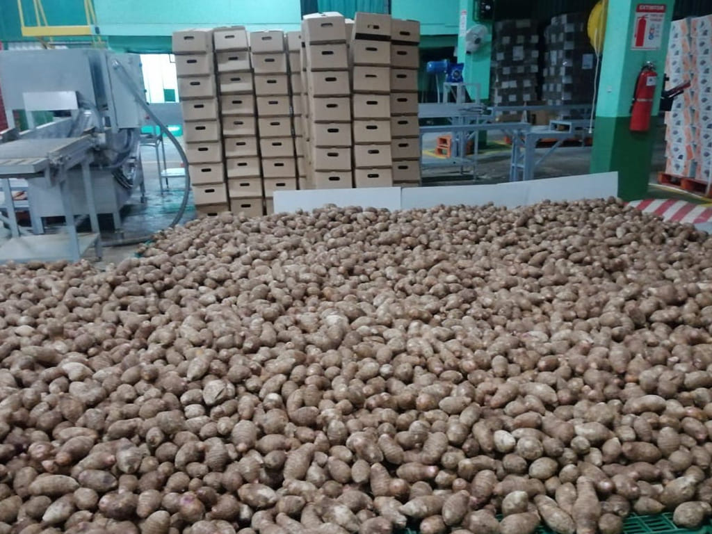 Malanga Eddoes