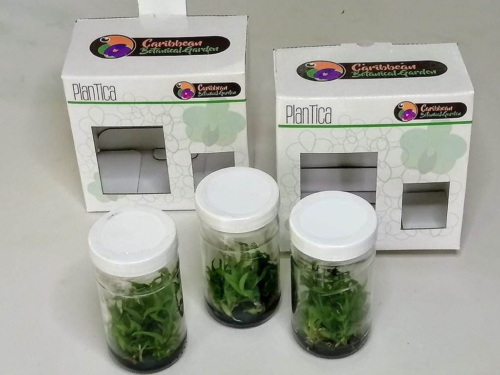 Orquídeas Invitro