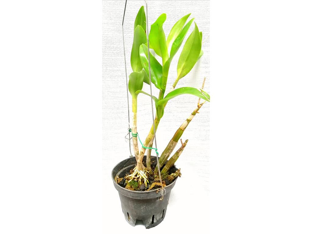 Orquídeas, plantas adultas