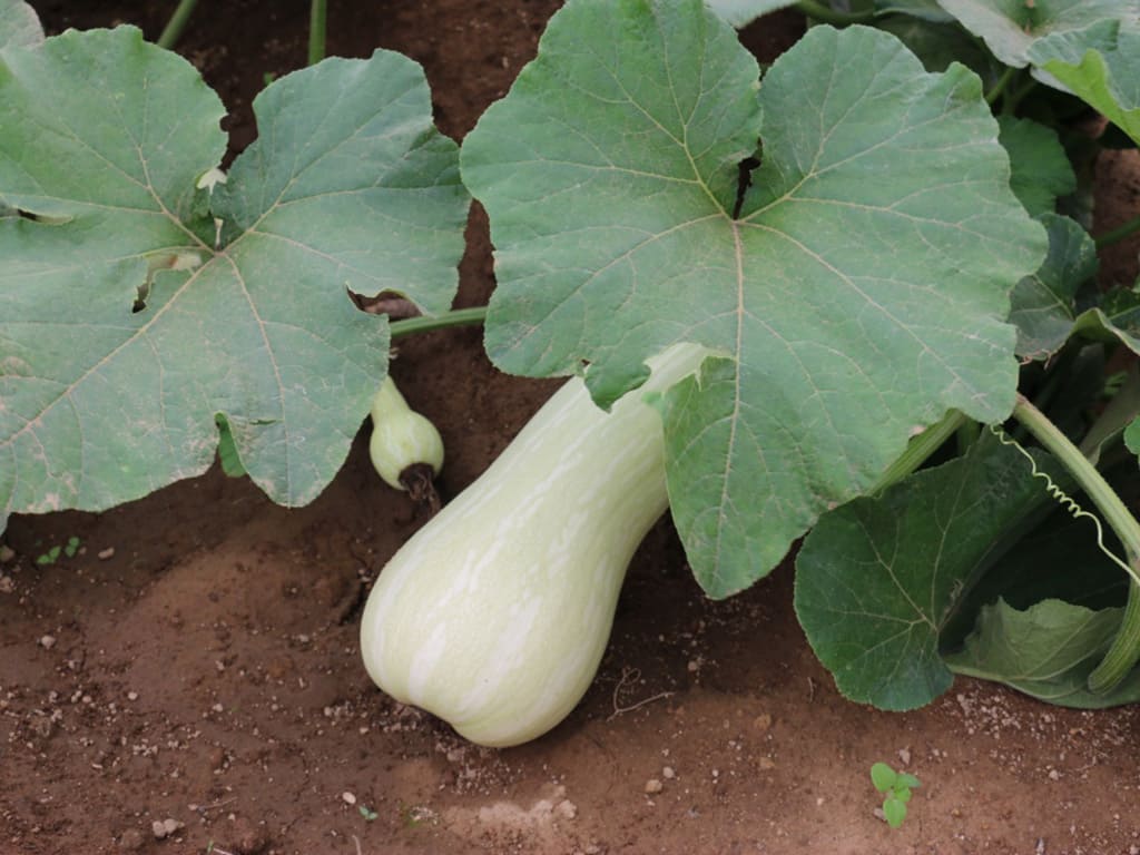 Puré de Ayote