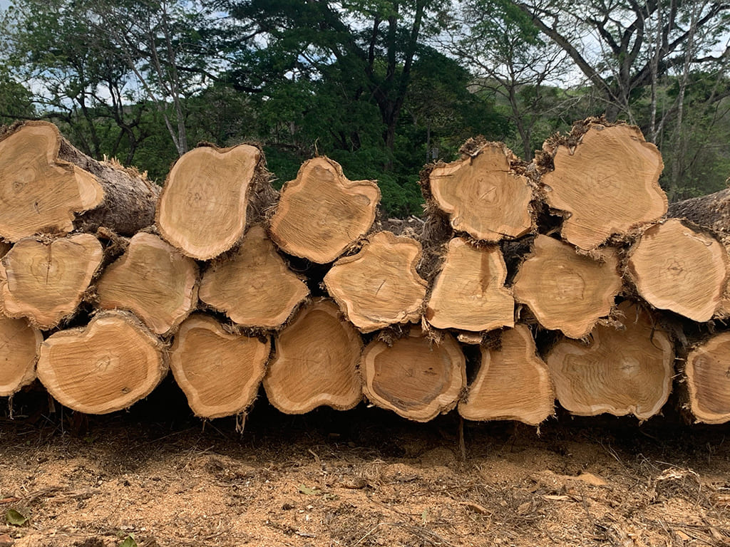 Trozas de teca