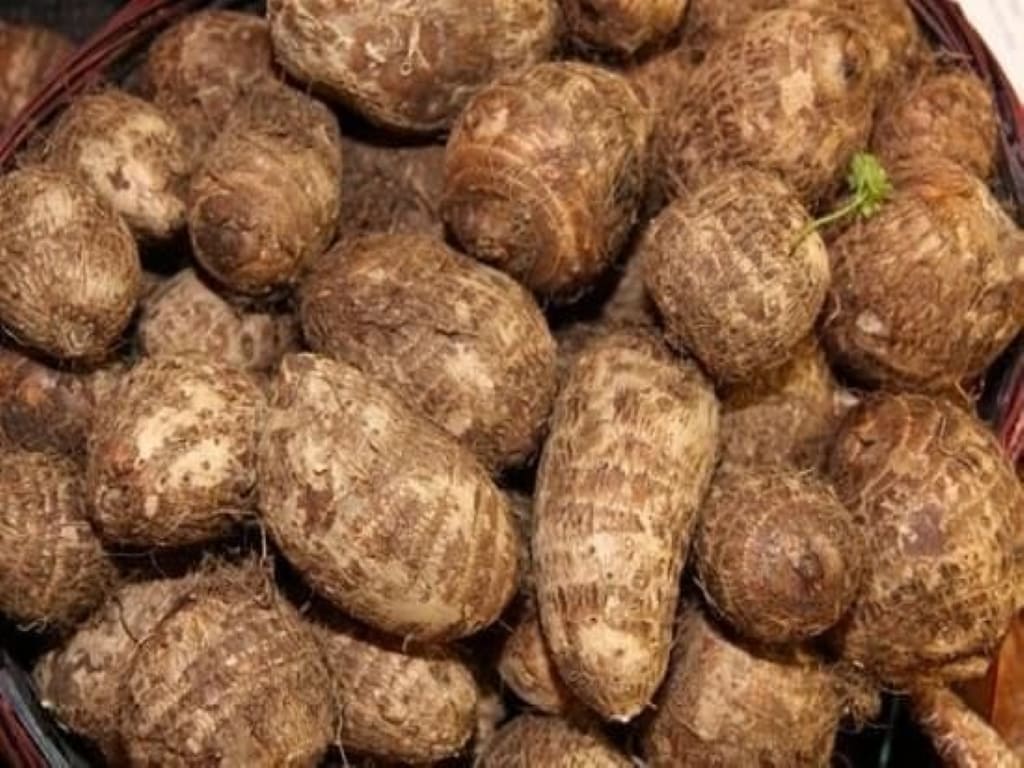 Malanga Eddoes