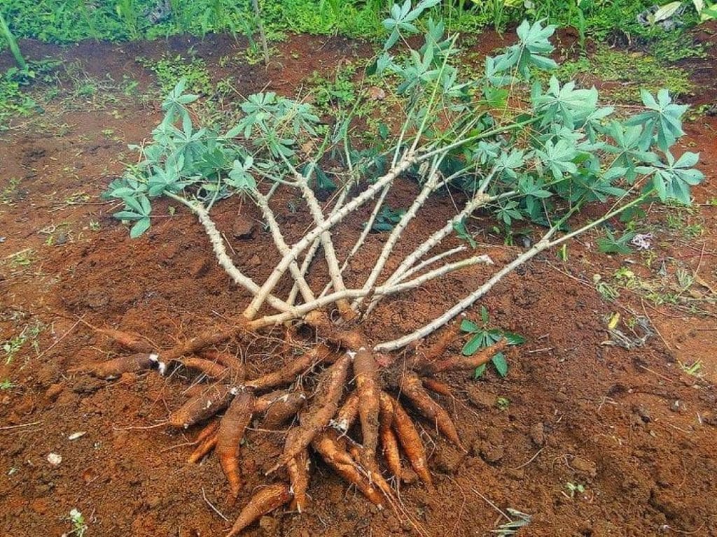 Yuca