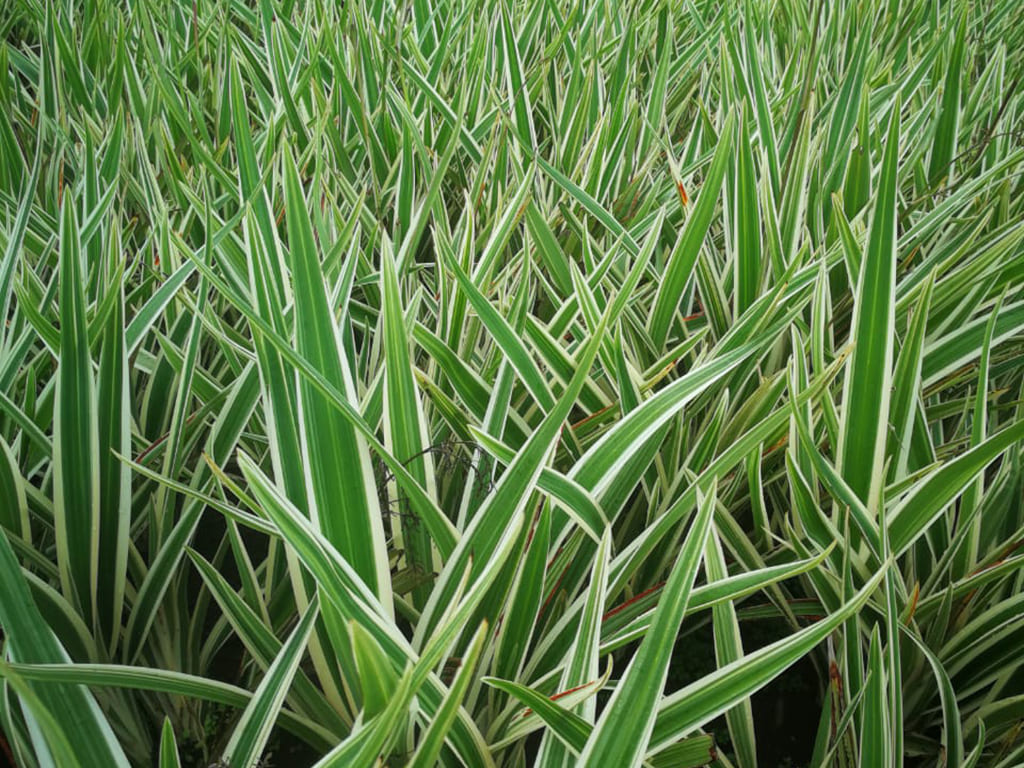 Dianella Tasmanica Variegata