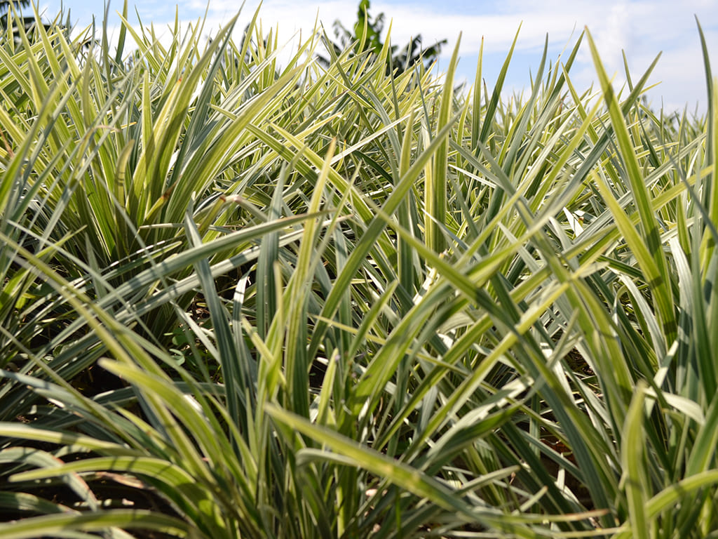 Liriope Aztec Grass