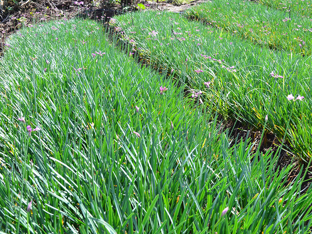 Tulbaghia Green Society Garlic