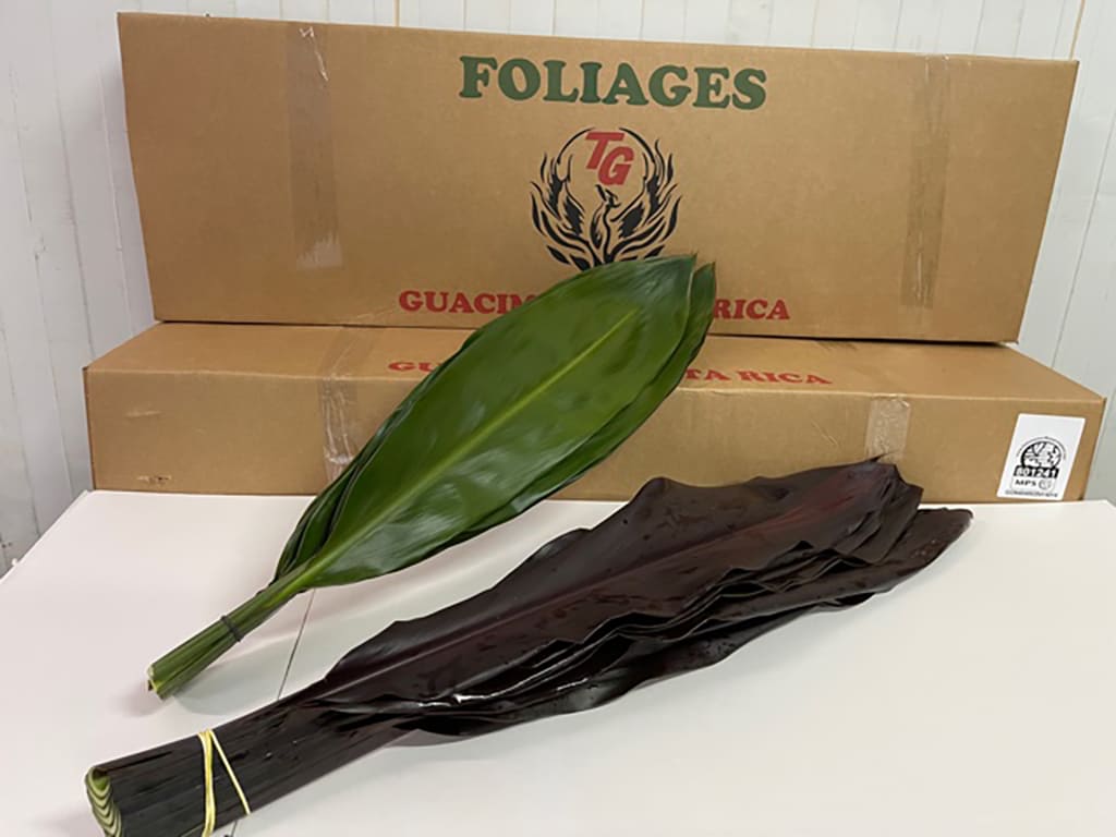 Cordyline Fructicosa