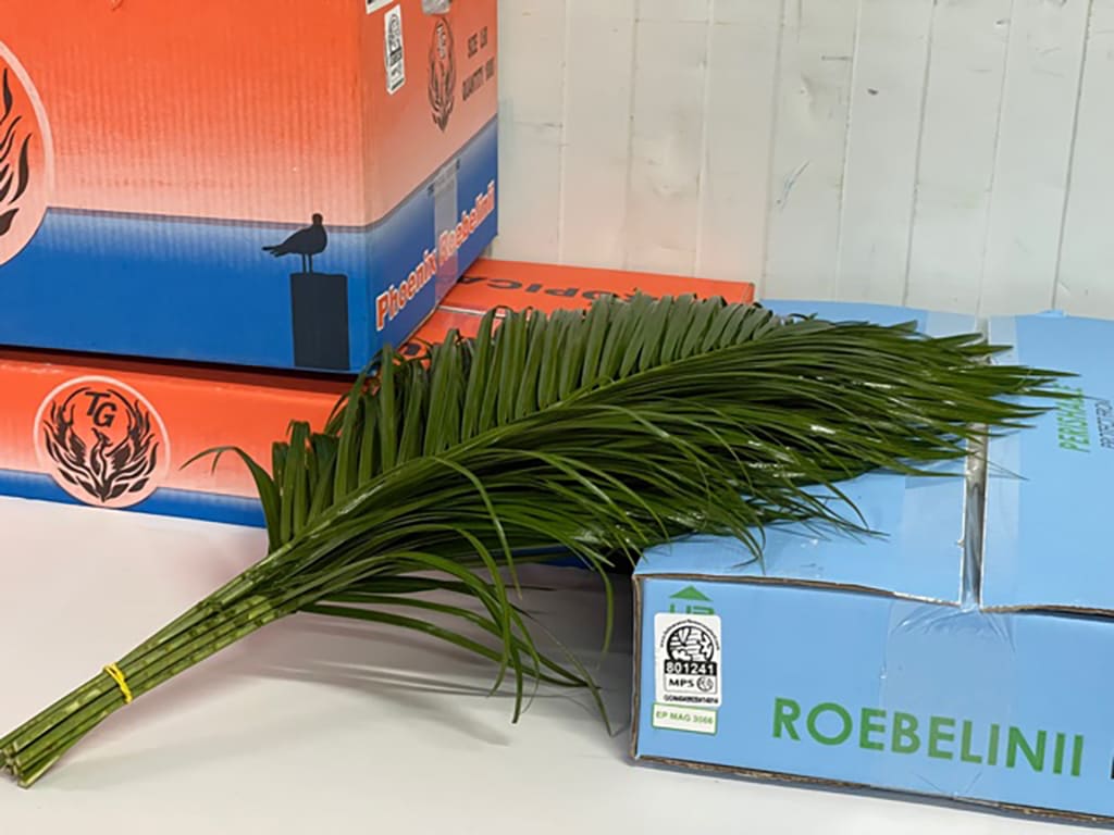 Phoenix Roebelenii
