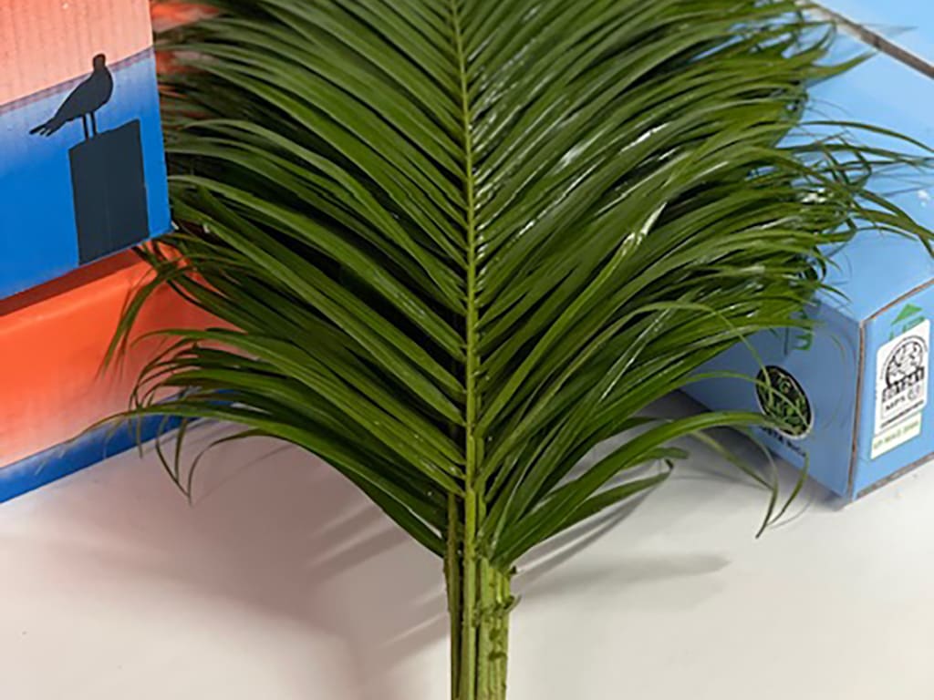 Phoenix Roebelenii