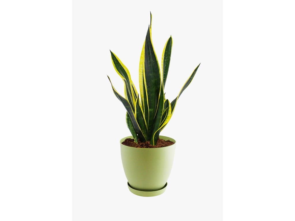 Sansevierias