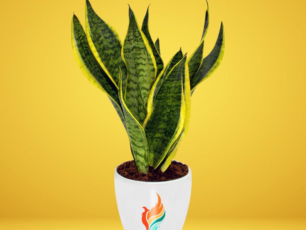 Sansevierias