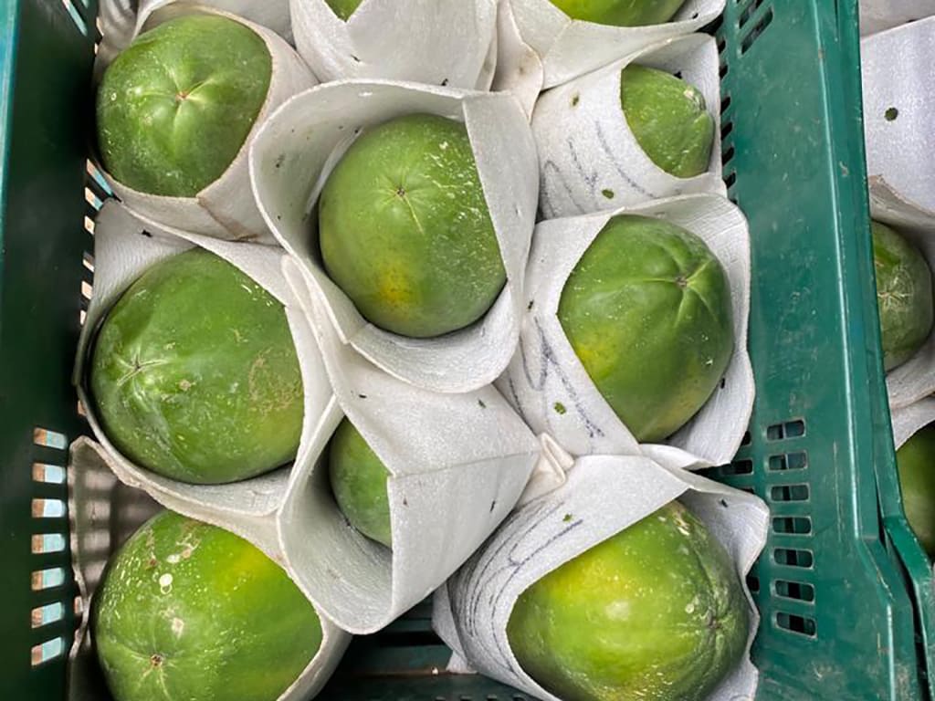 Papaya fresca