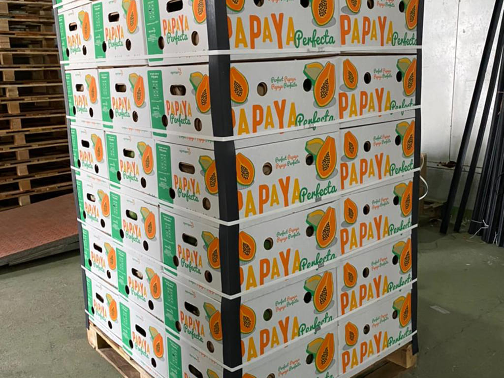 Papaya fresca