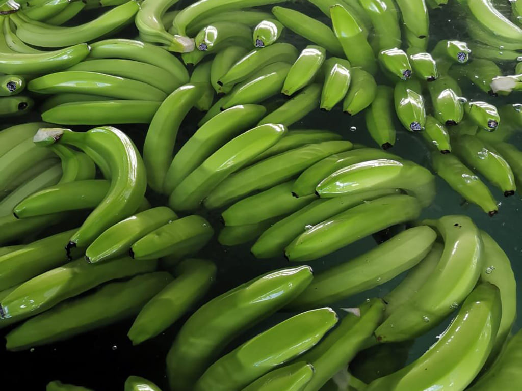 Banano cavendish