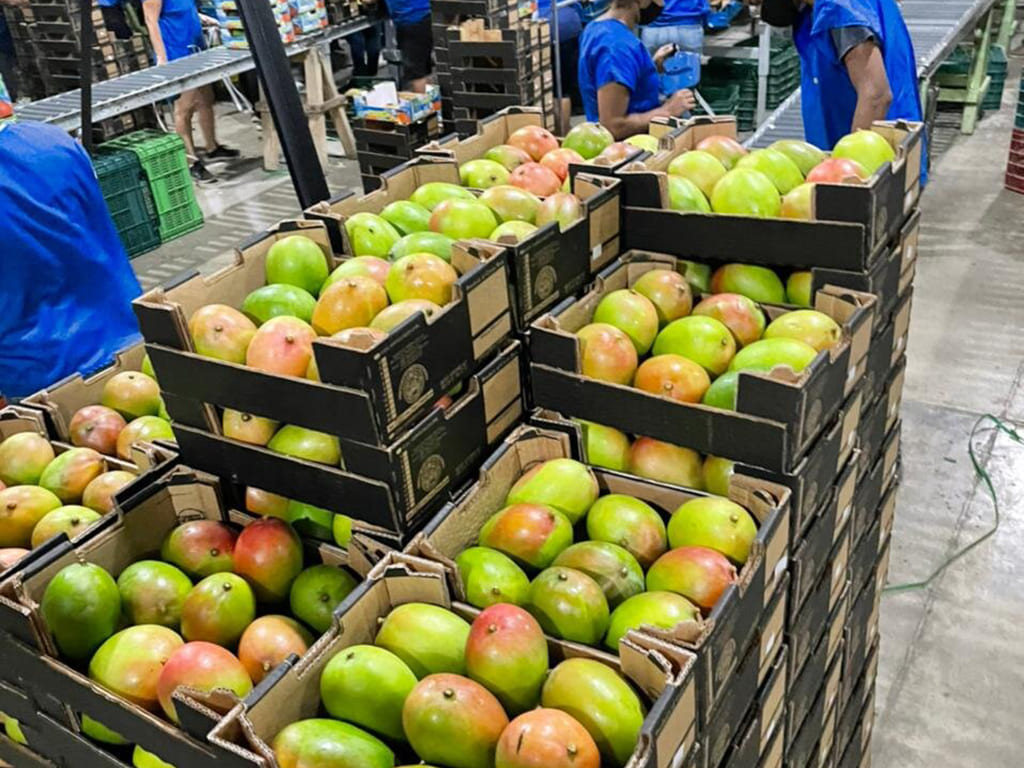 Mango