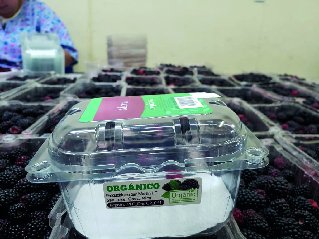 Mora congelada para industria.