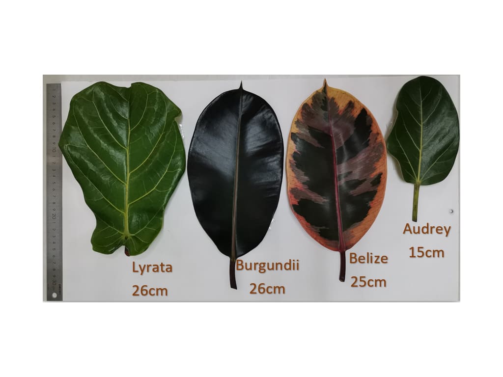 Plantas Ornamentales