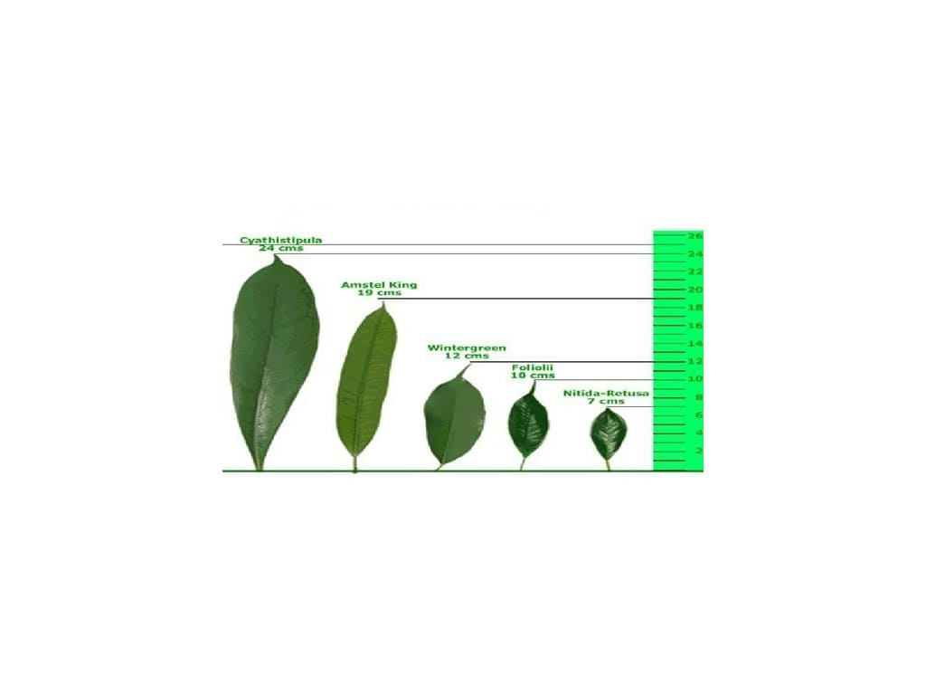Plantas Ornamentales