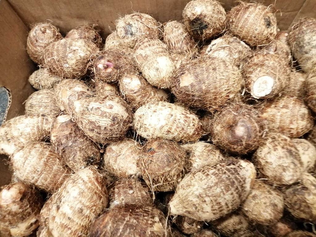 Tuberculos – Yuca, Eddoes, Chayote, Pipas Verde, Caña, Curuma