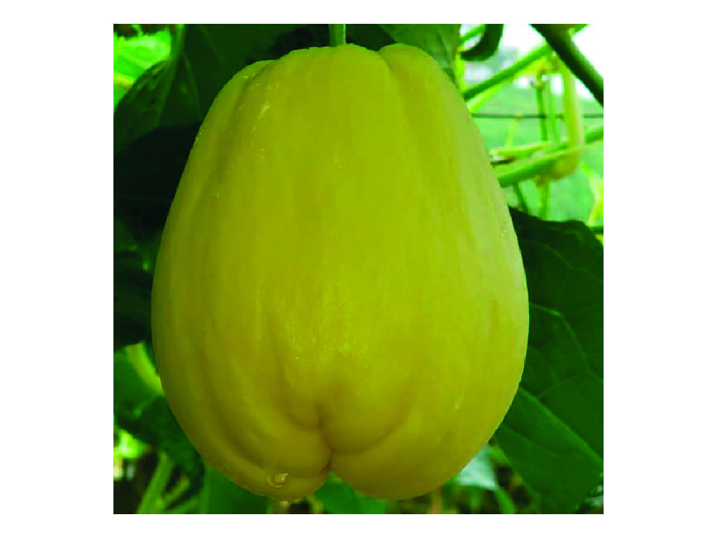 Sechium Edule