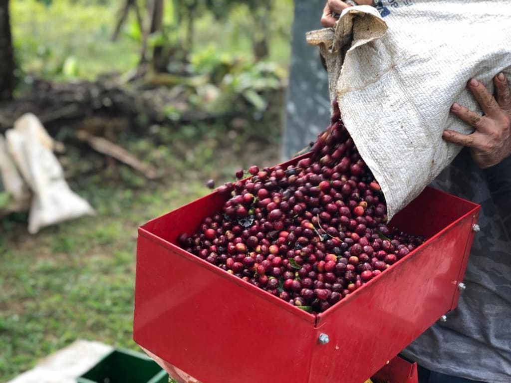 Café Orgánico