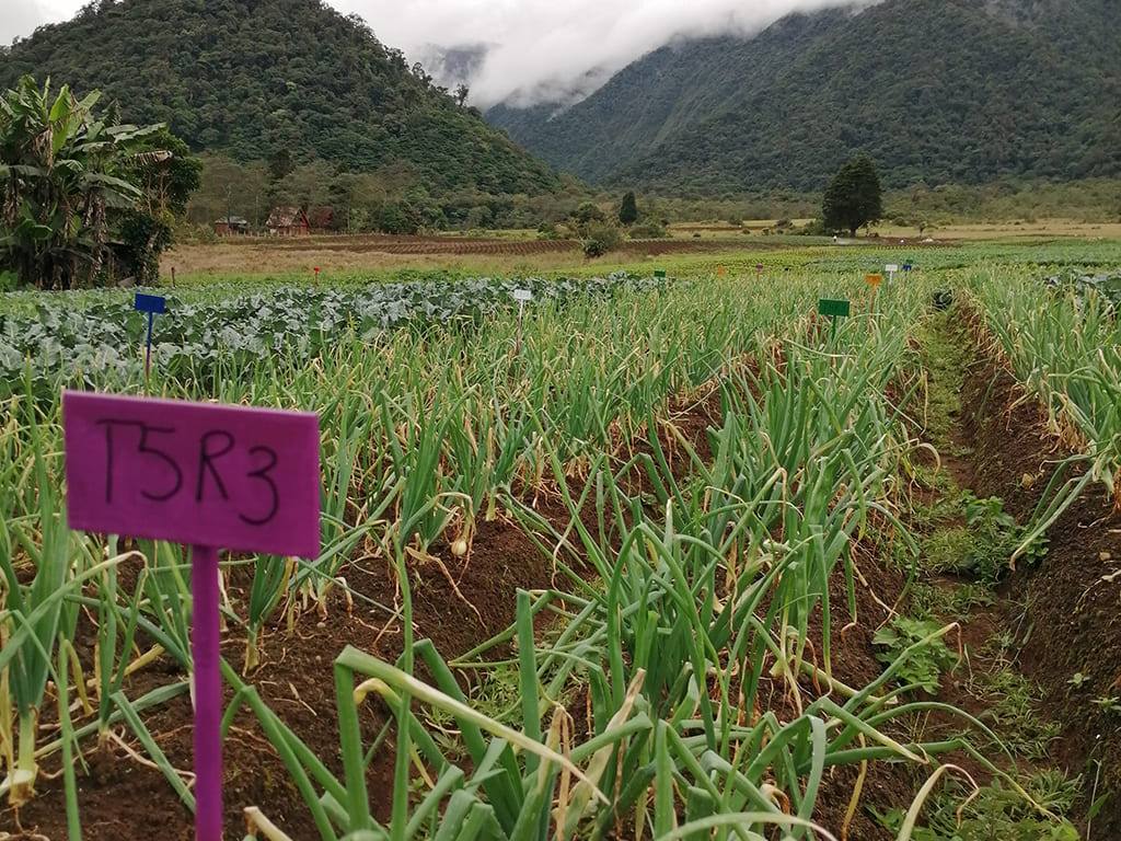 Pruebas de eficacia con fines regulatorios o para investigación interna de las compañías productoras de insumos agrícolas (biológicos o sintéticos).