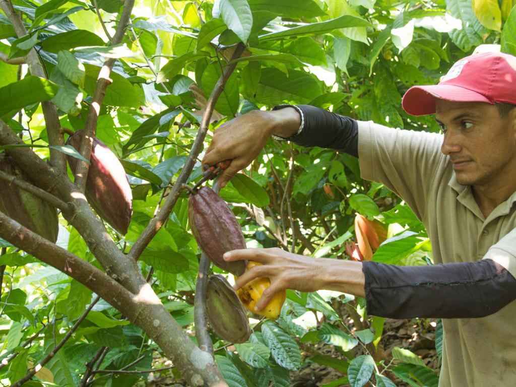 Granos de cacao