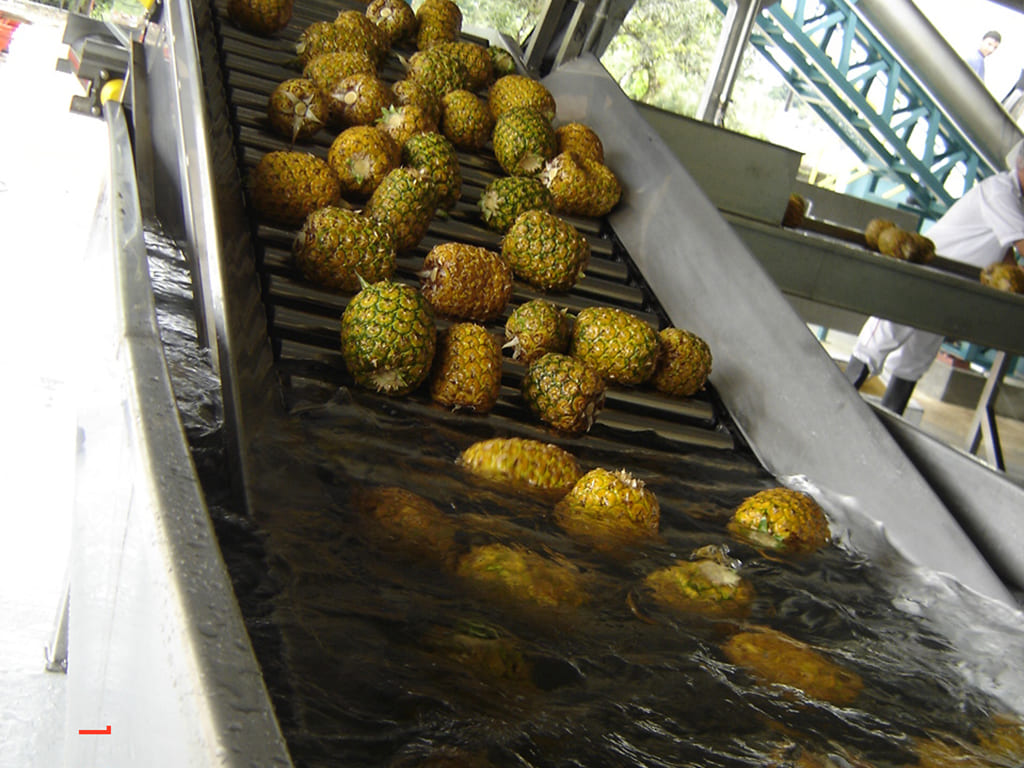 Fruit processing equipment for pineapple and banana.