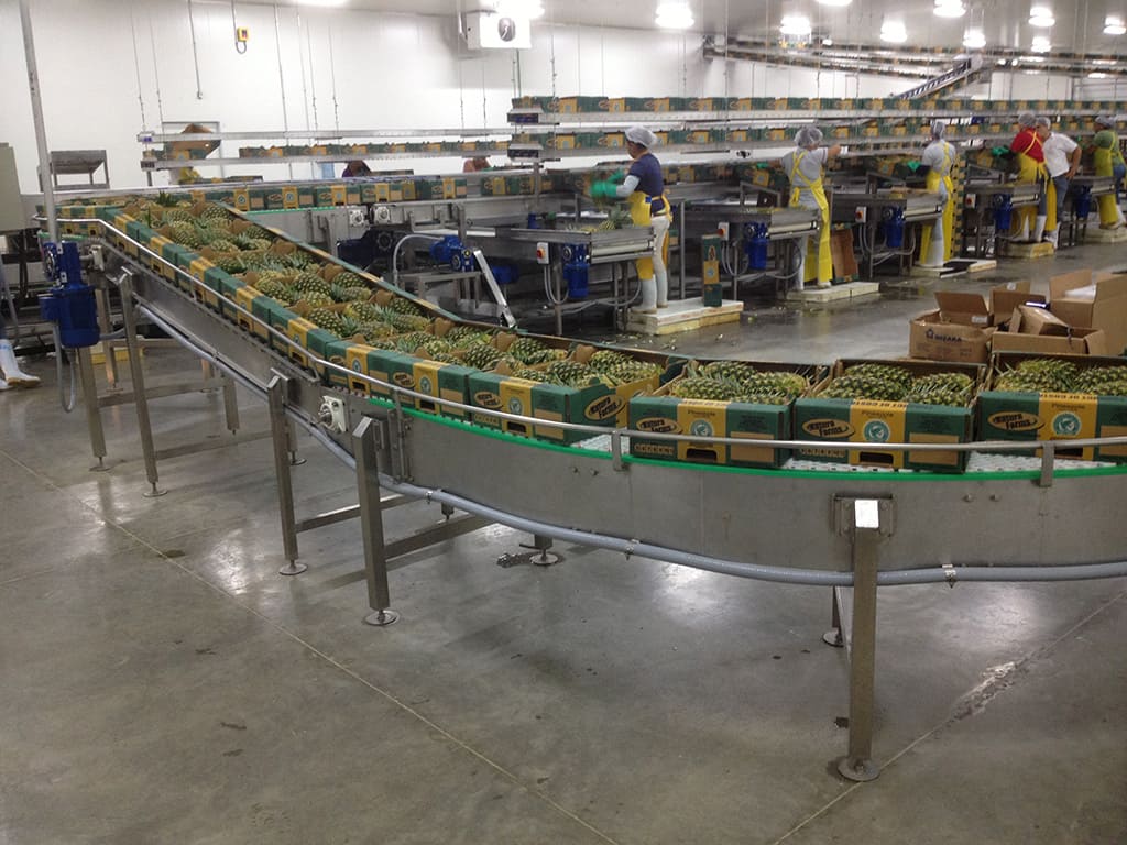 Fruit packing plant