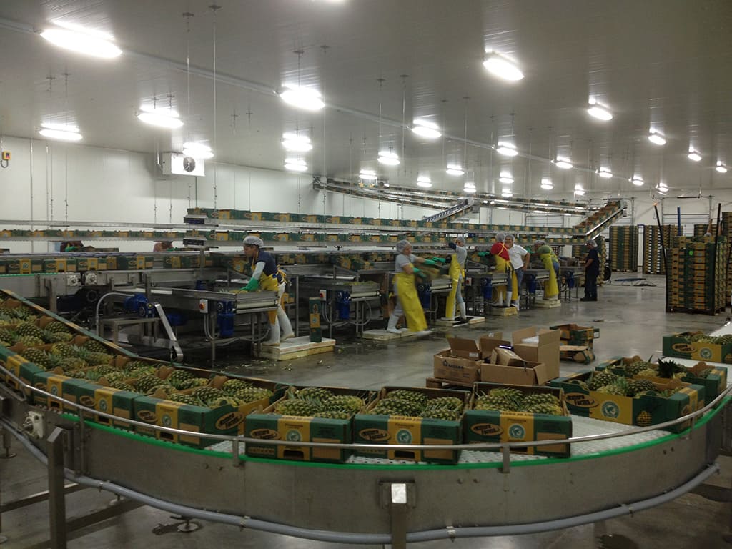 Fruit packing plant