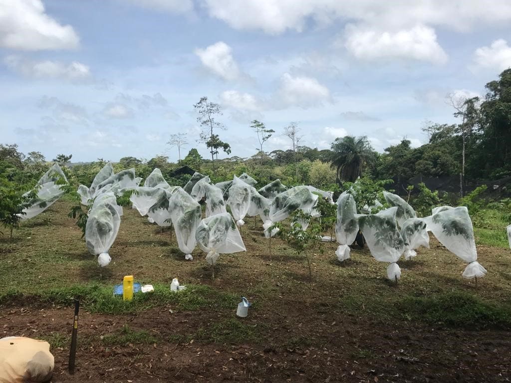 Butterfly pupae , unique in the country that invests its profits in forest conservation and supports more than 80 producers in rural areas for more than 20 years.