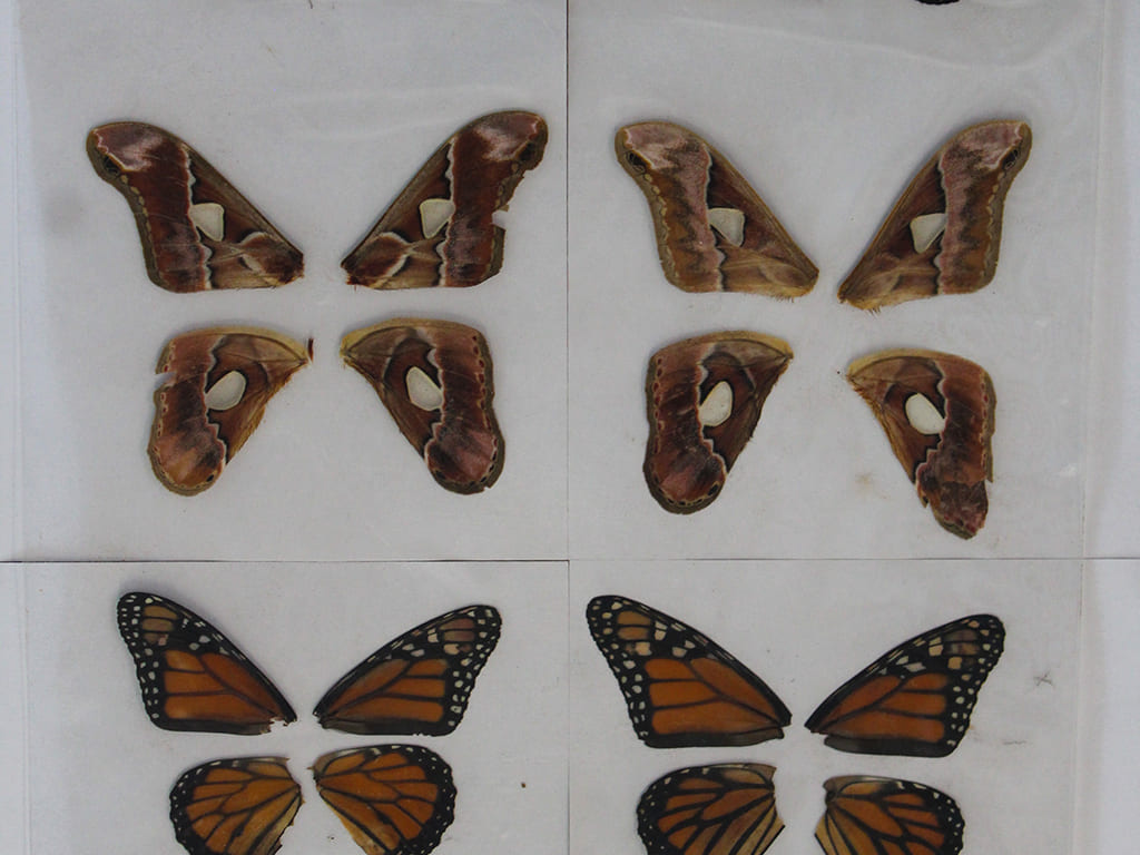 Butterfly pupae , unique in the country that invests its profits in forest conservation and supports more than 80 producers in rural areas for more than 20 years.