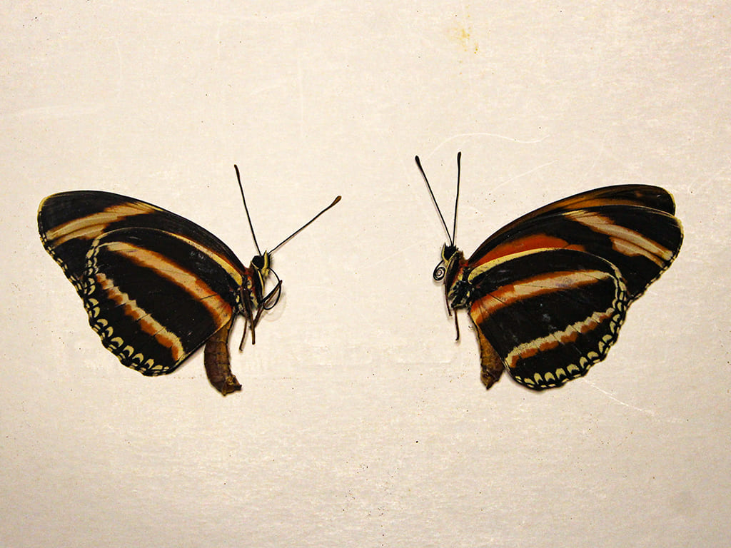 Mariposas disecadas