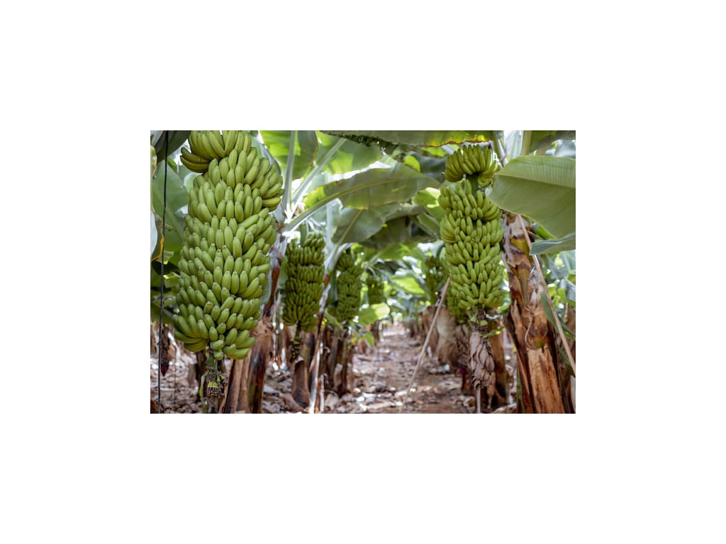 Banano