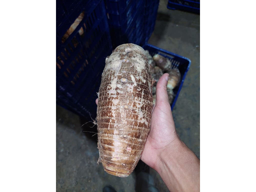 Malanga