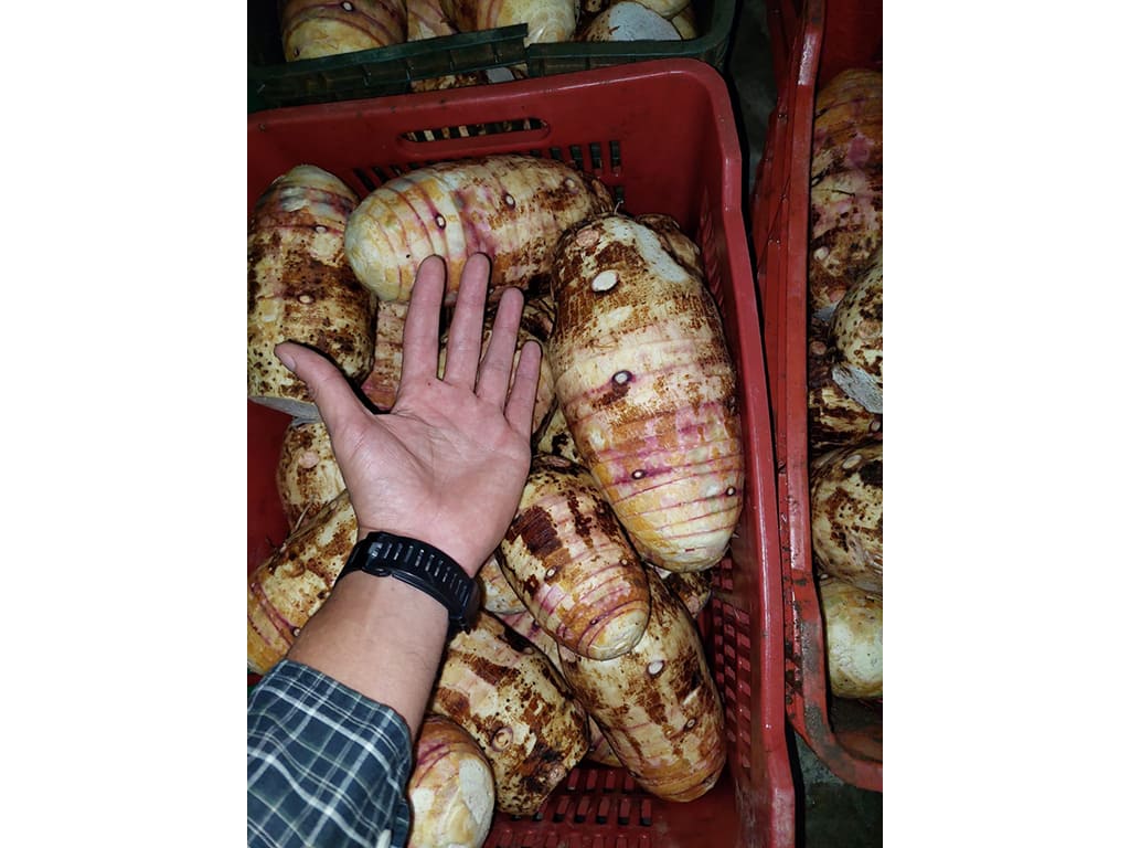 Malanga