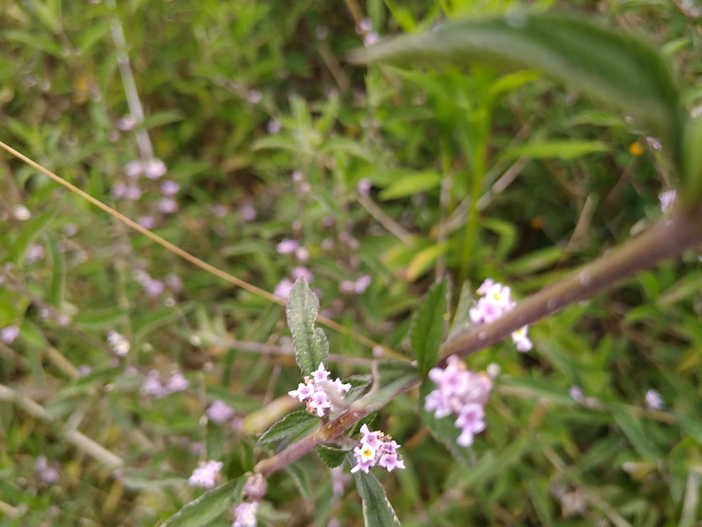 Juanilama (Lippia alba)