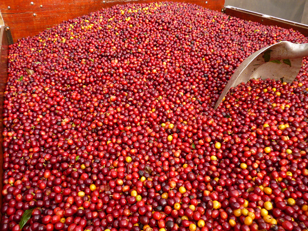 Honey Coffee