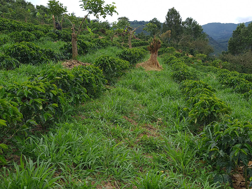Café Natural