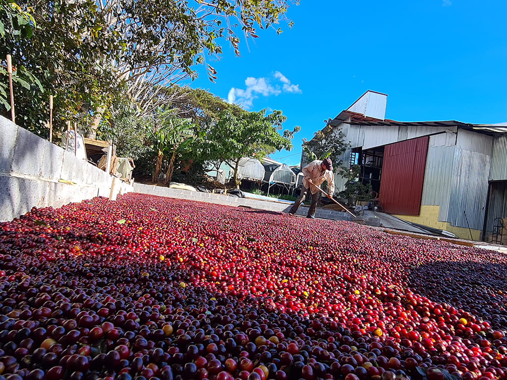 Café Natural