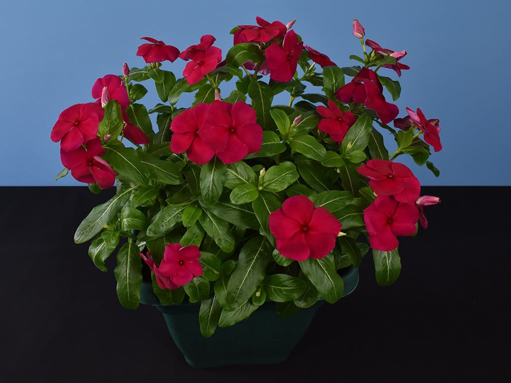 Vincas