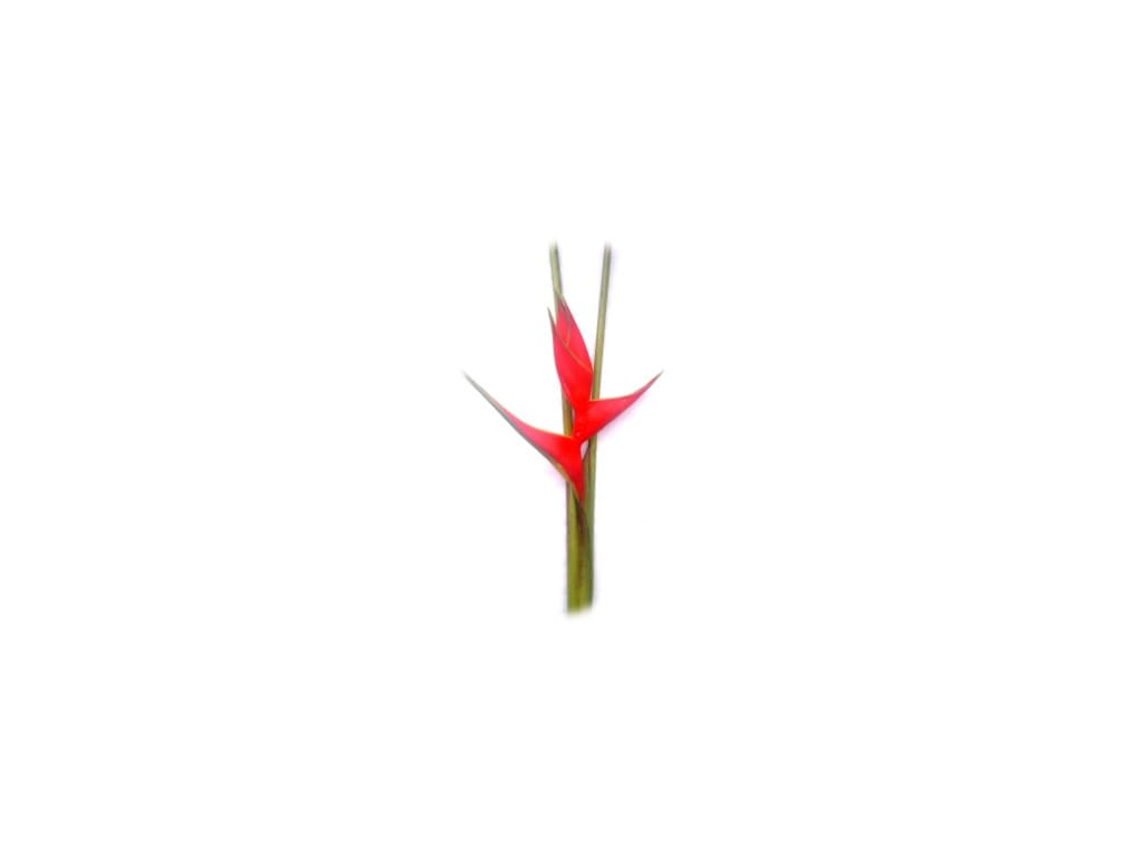 Heliconia spp