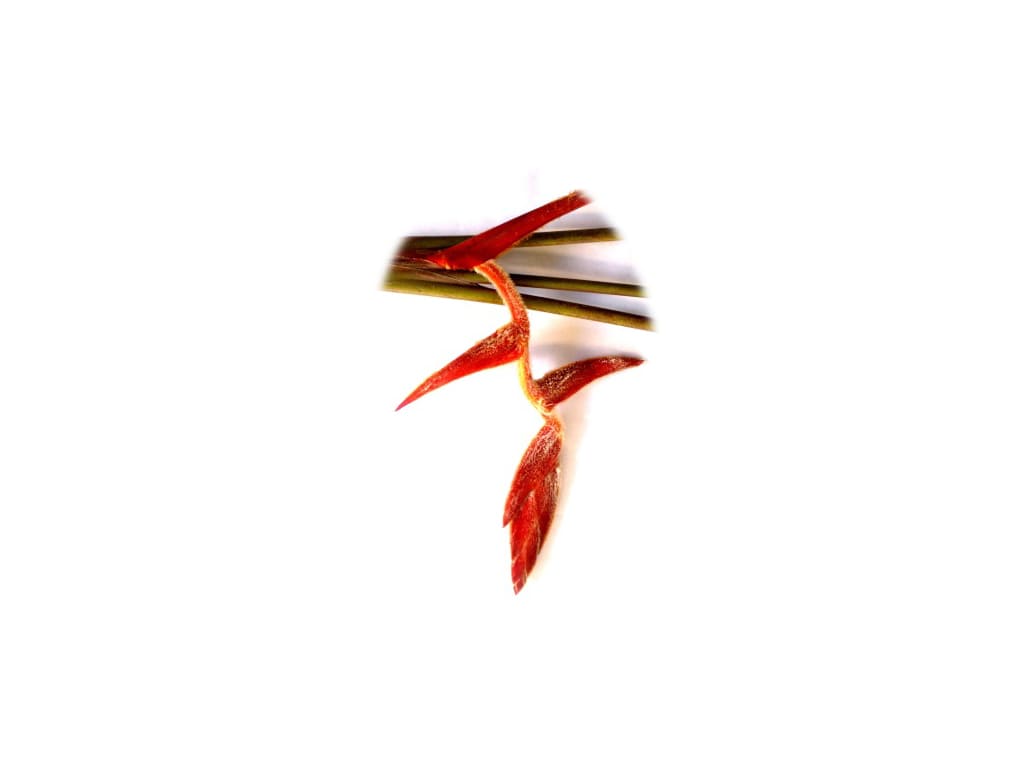 Heliconia spp