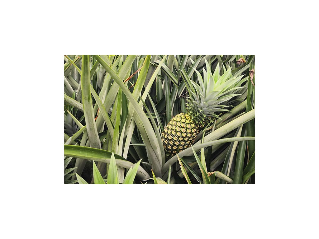 Piña