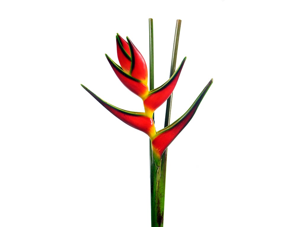 Heliconia roja